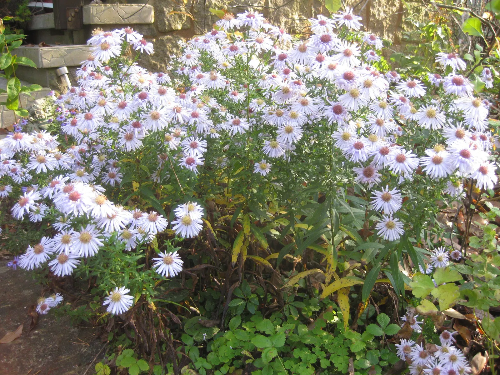 Blue Aster (Aster X Frikartii) — radiant blue flowers spanning 2 inches across atop sturdy stems up to 3 feet tall; <br><br>When presenting this plant to a