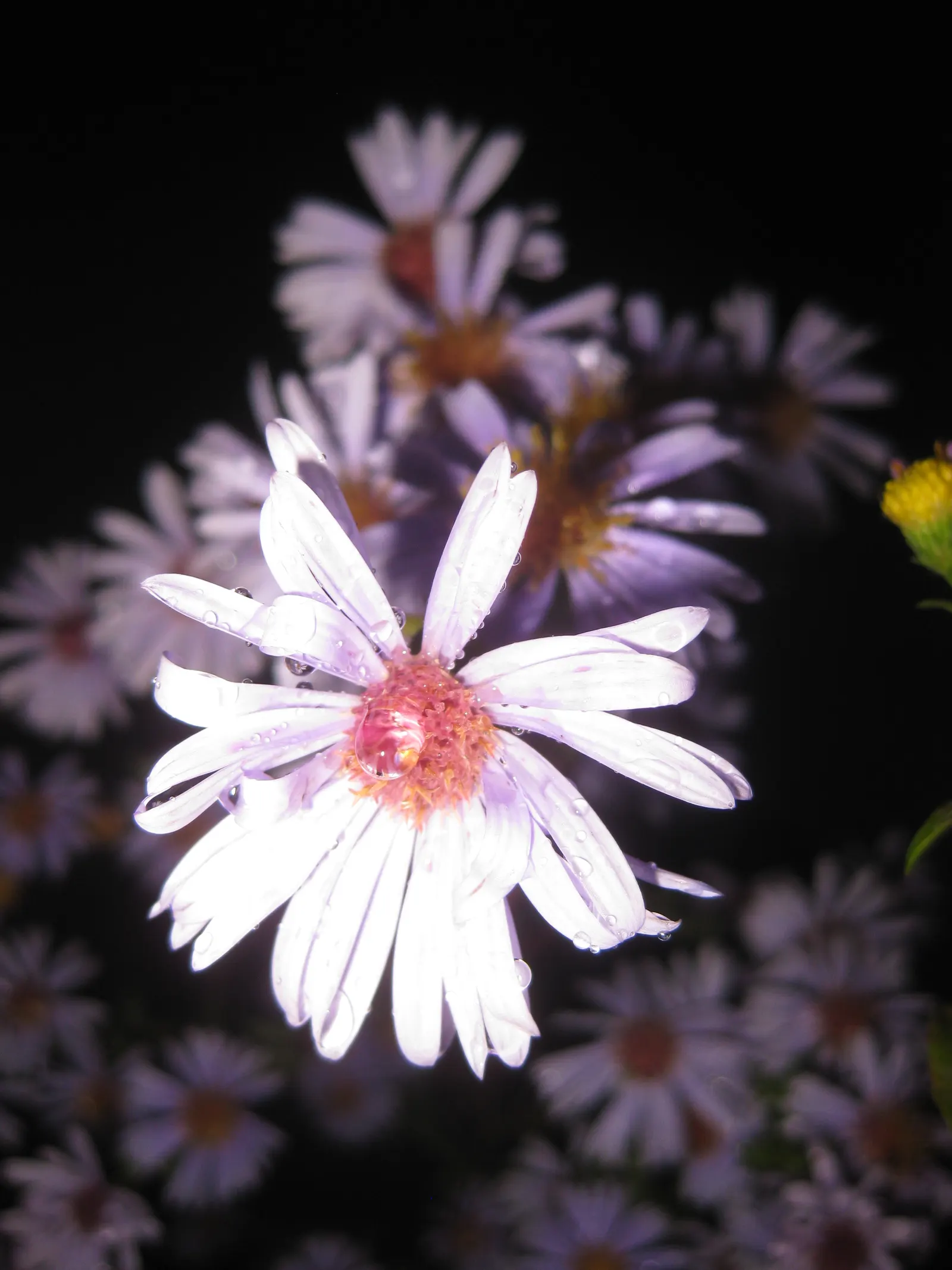 Blue Aster (Aster X Frikartii) — with a similar spread of 18 to 24 inches