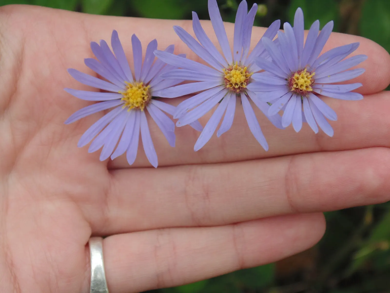 Blue Aster (Aster X Frikartii) — flourishing with star-shaped; this aster cultivar thrives in USDA hardiness zones 5 through 8