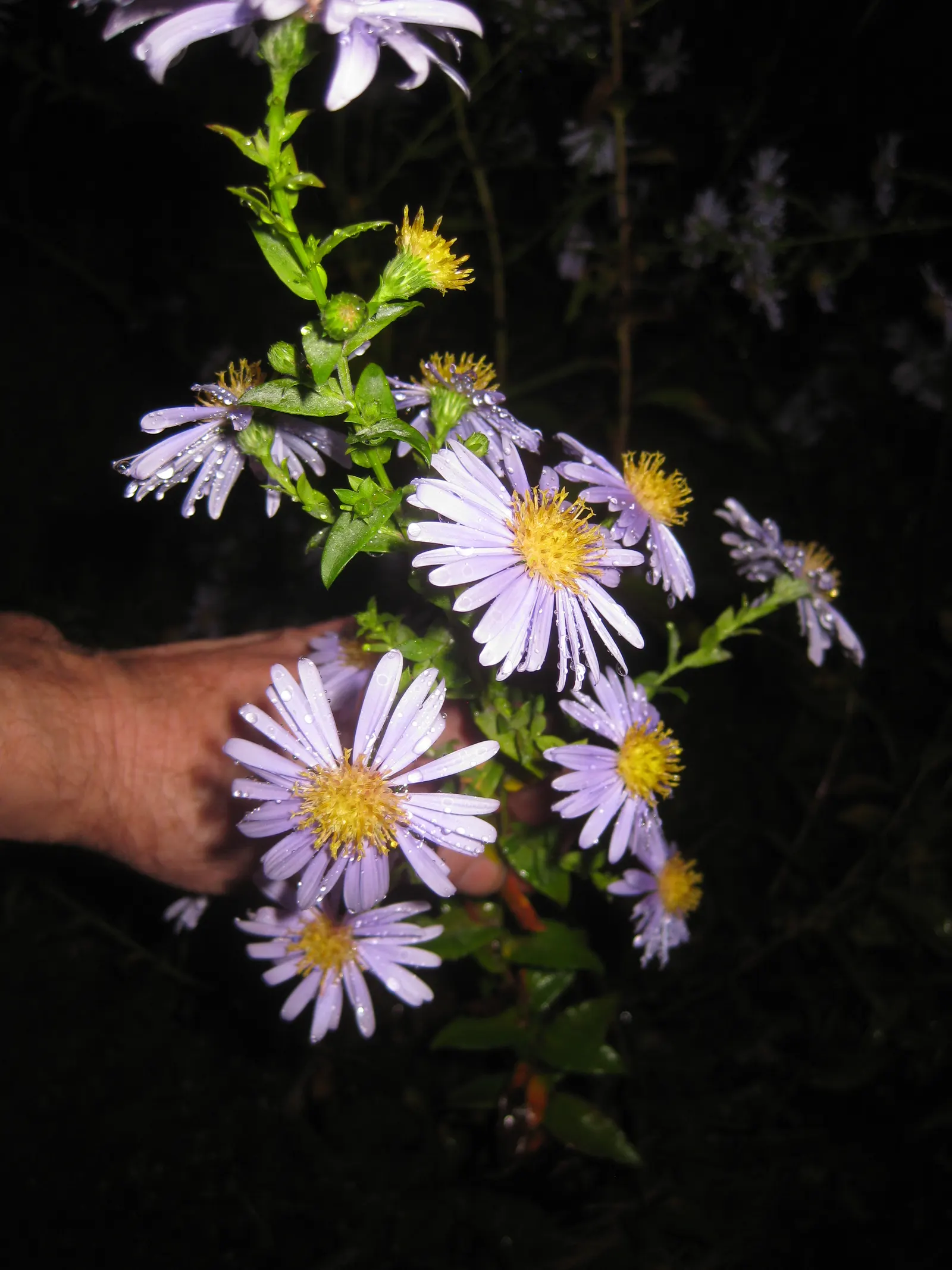 Blue Aster (Aster X Frikartii) — and the enchanting touch it will bring to their garden landscape