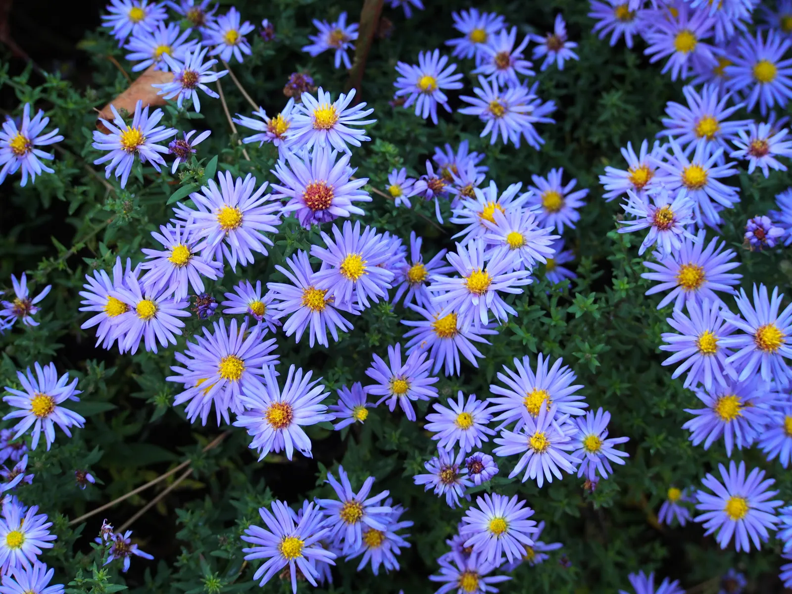 Blue Aster (Aster X Frikartii) — Blooms from mid-summer to early fall, attracting butterflies