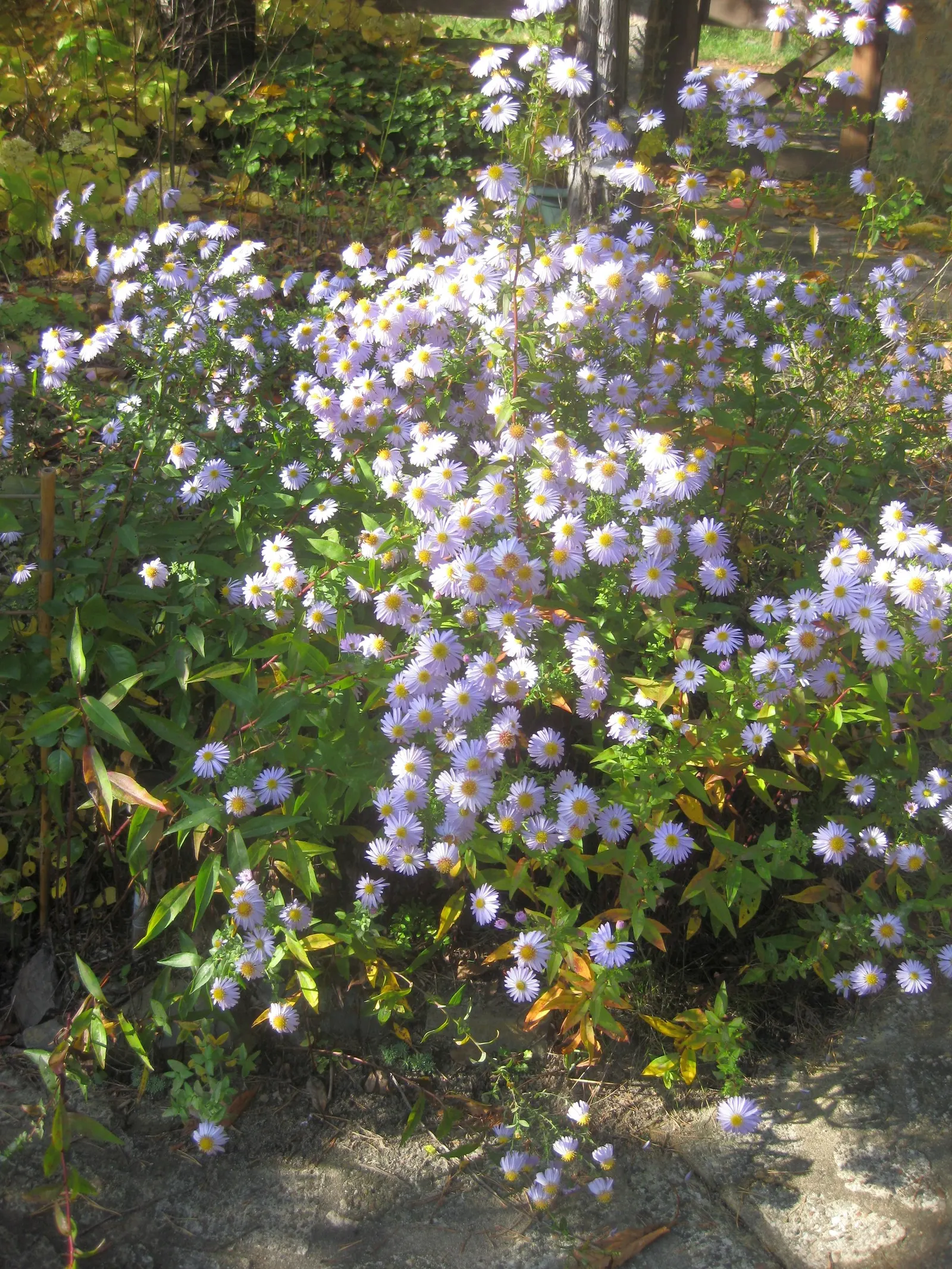 Blue Aster (Aster X Frikartii) — highlight its ease of care