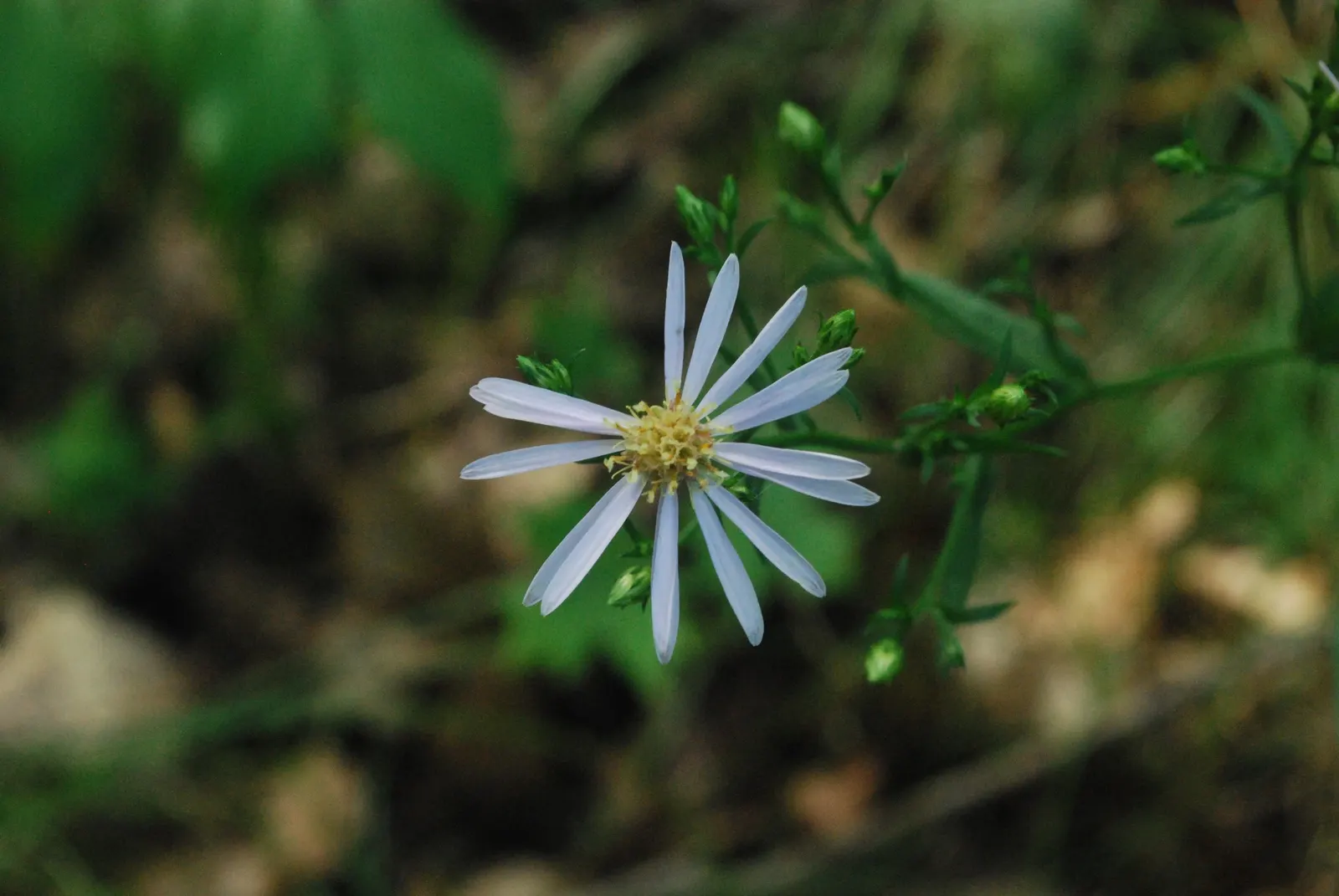 Blue Aster (Aster X Frikartii) — Blue Aster (Aster x frikartii) is a charming perennial