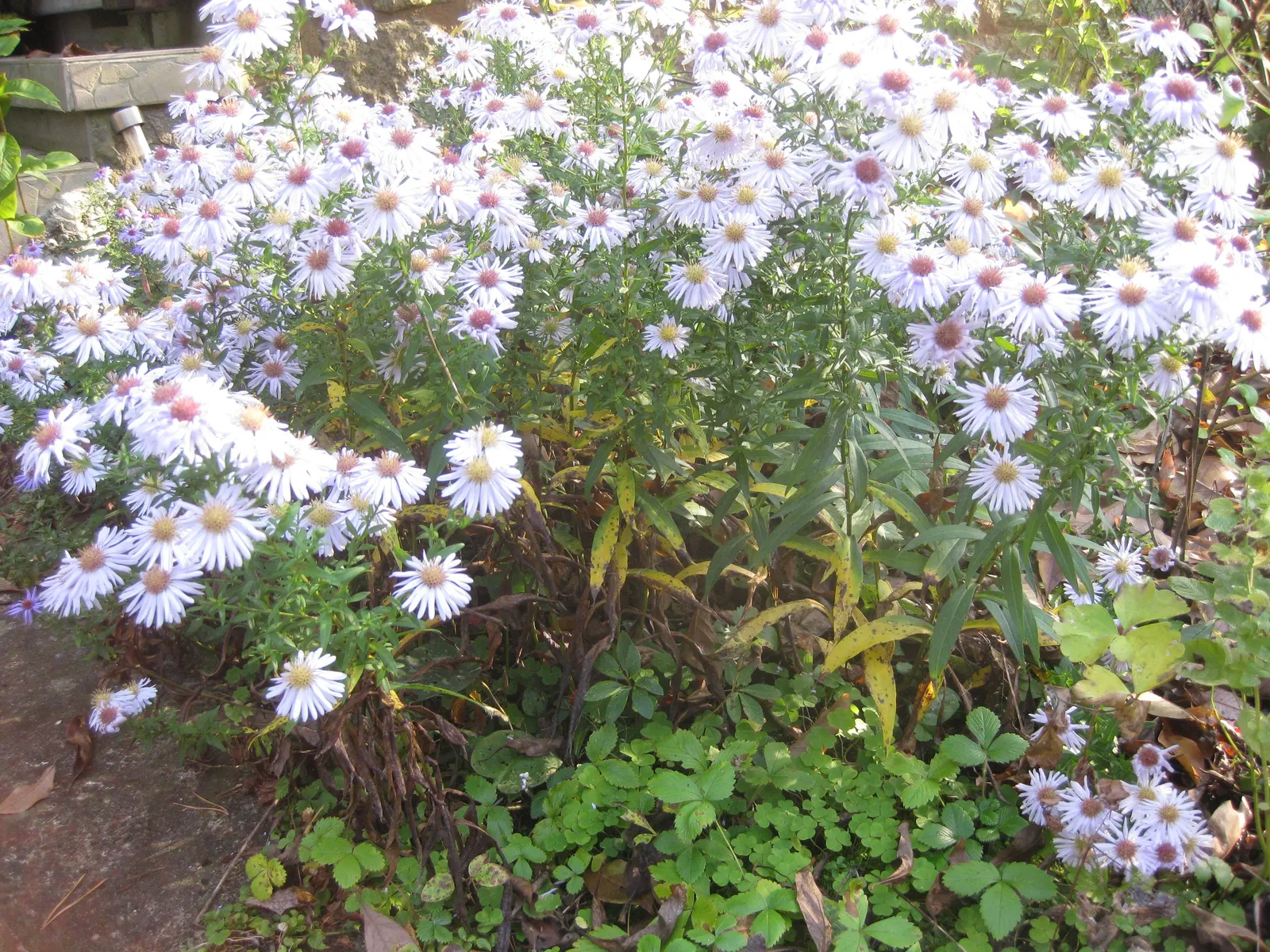 Blue Aster (Aster X Frikartii) — annual / perennial with blue and violet blooms