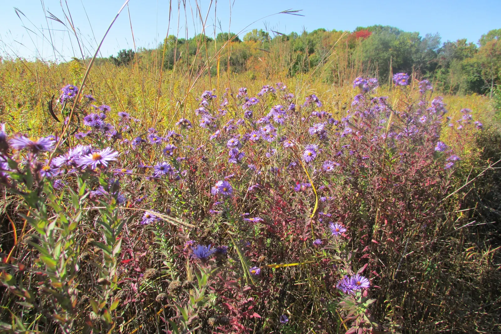 Blue Aster (Aster X Frikartii) — scientifically named Aster x frikartii; space plants 18 to 24 inches apart for a dense, colorful display ideal for borders and