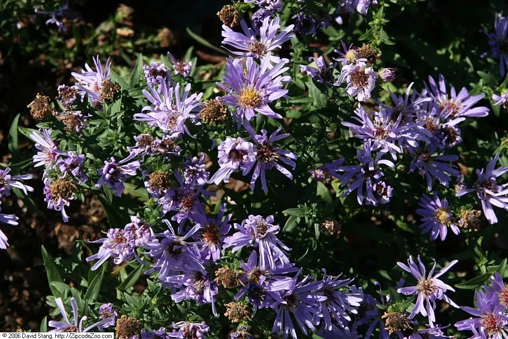 Blue Aster (Aster X Frikartii) — Thrives in full sun to part shade and adapts well to well-drained soil
