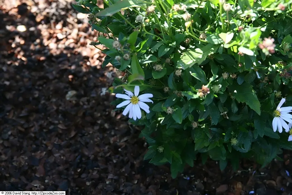 Blue Aster (Aster X Frikartii) — especially during dry spells