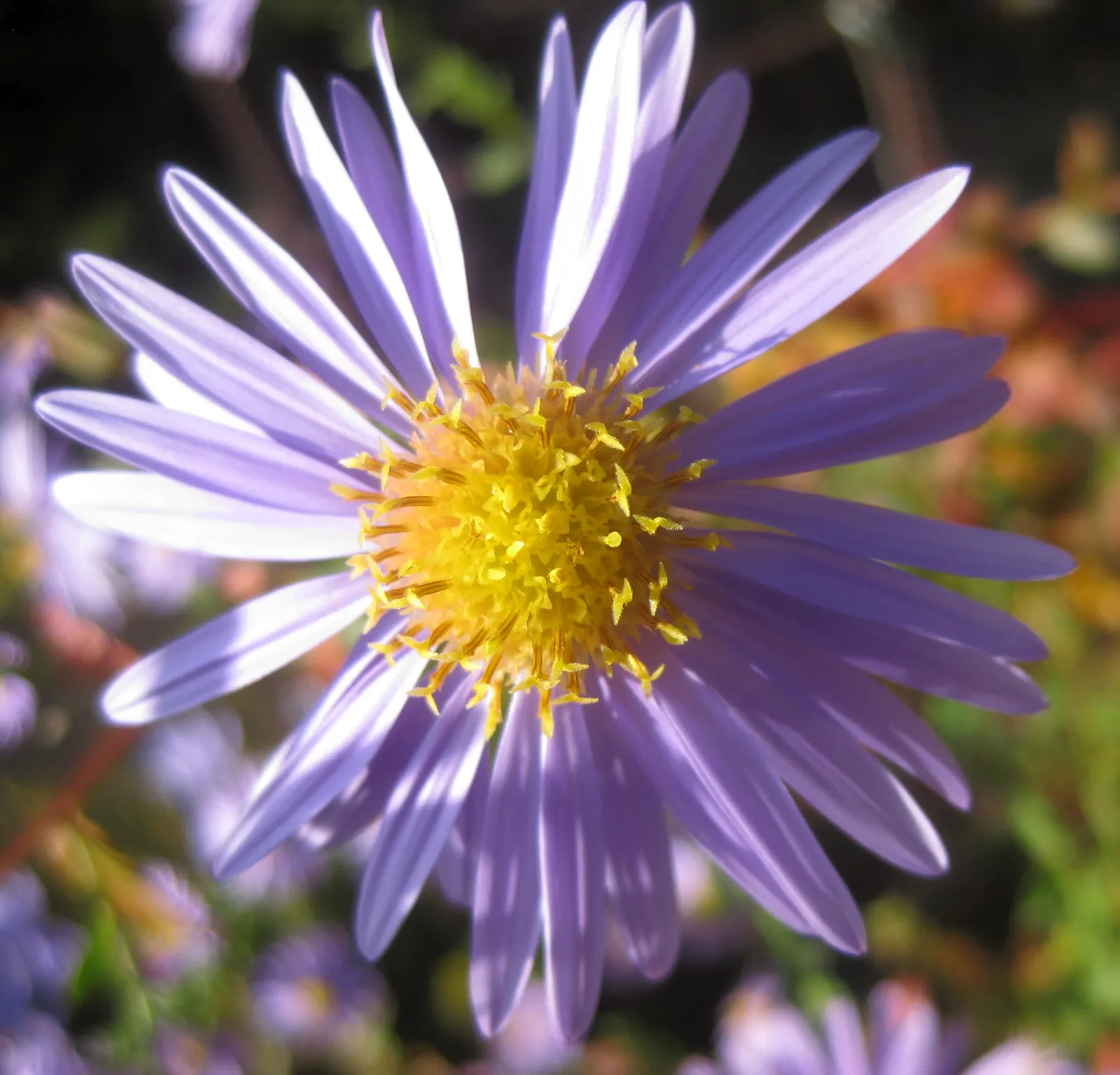 Blue Aster (Aster X Frikartii) — radiant blue flowers spanning 2 inches across atop sturdy stems up to 3 feet tall