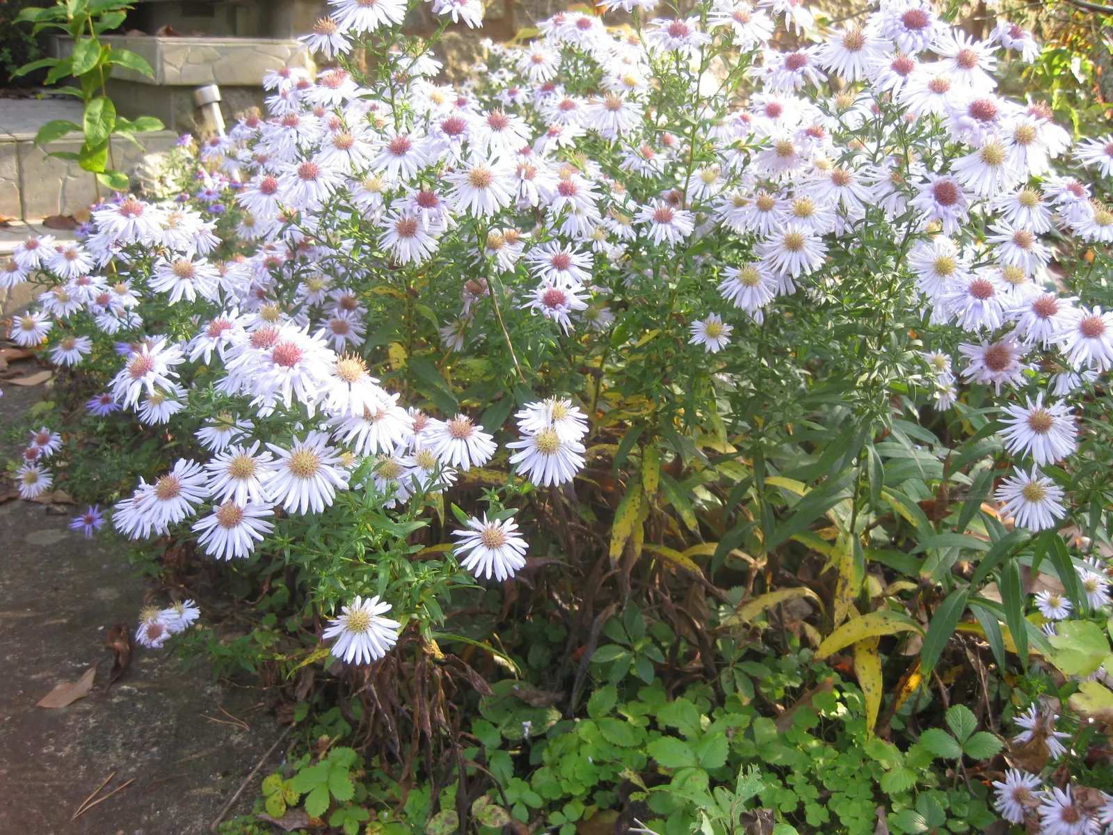 Blue Aster (Aster X Frikartii) — Blue Aster (Aster x frikartii) is a charming perennial; blooms from mid-summer to early fall, attracting butterflies