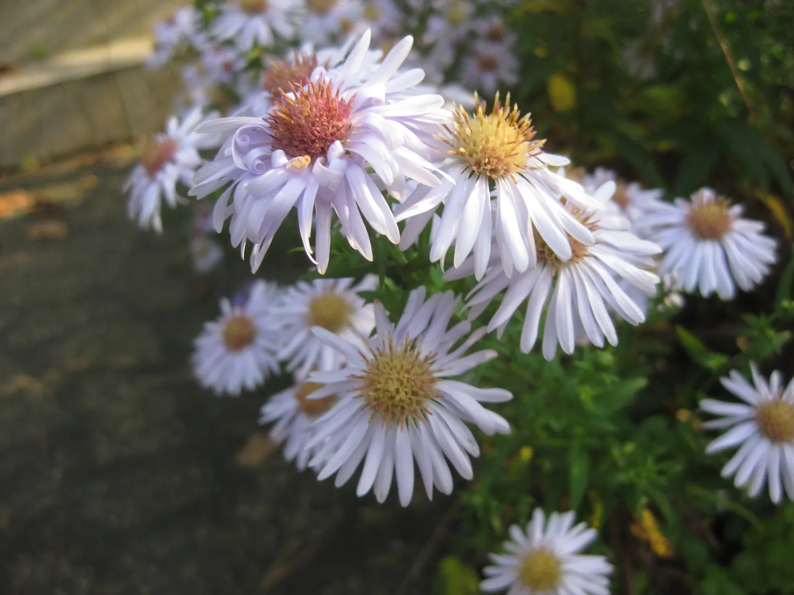Blue Aster (Aster X Frikartii) — Deadhead to encourage continuous flowering; especially during dry spells