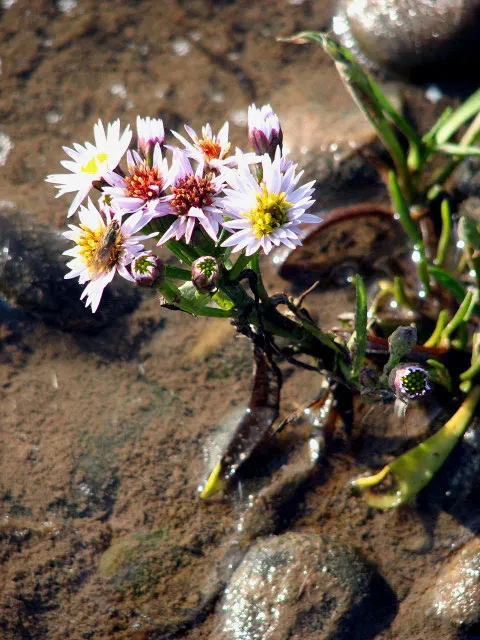 Blue Aster (Aster X Frikartii) — A stellar addition to any landscape design