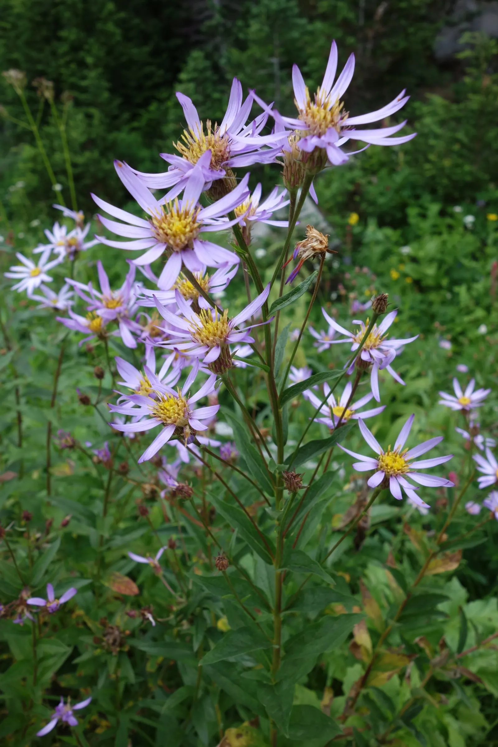 Blue Aster (Aster X Frikartii) — flourishing with star-shaped