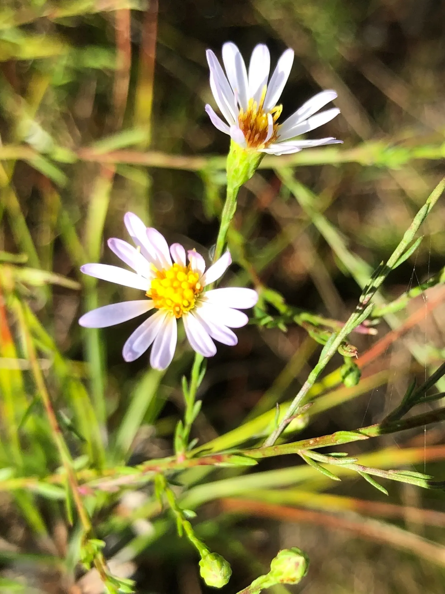 Blue Aster (Aster X Frikartii) — scientifically named Aster x frikartii