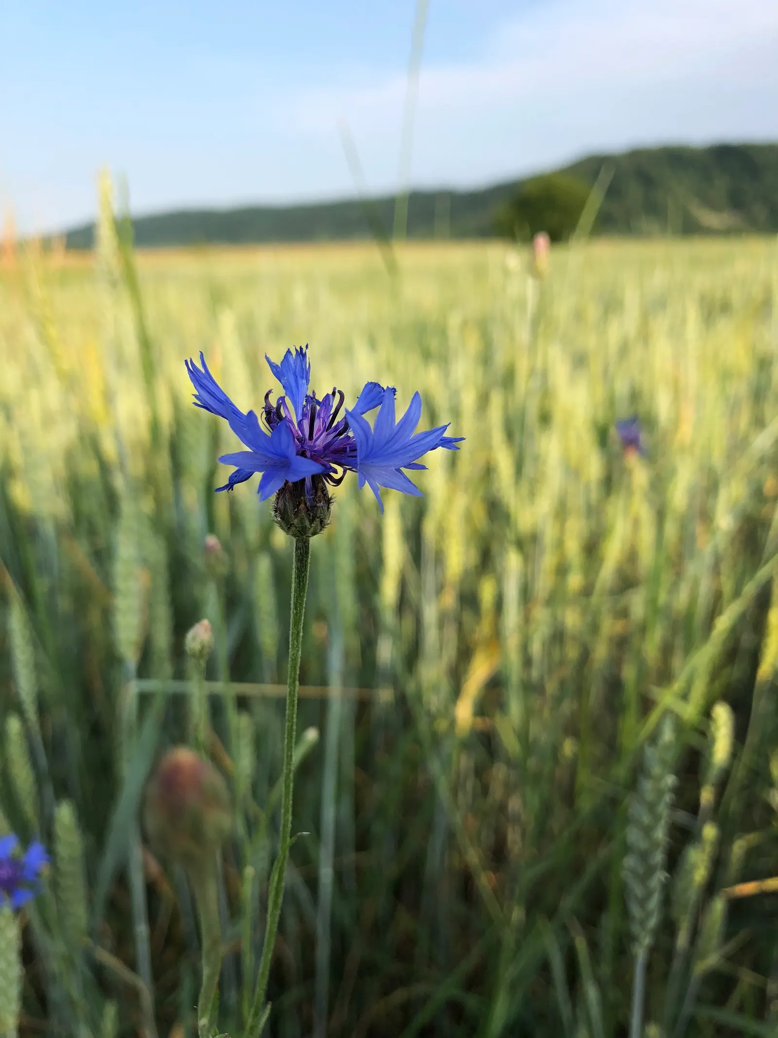 Blue Aster (Aster X Frikartii) — blue and violet flowers in the garden