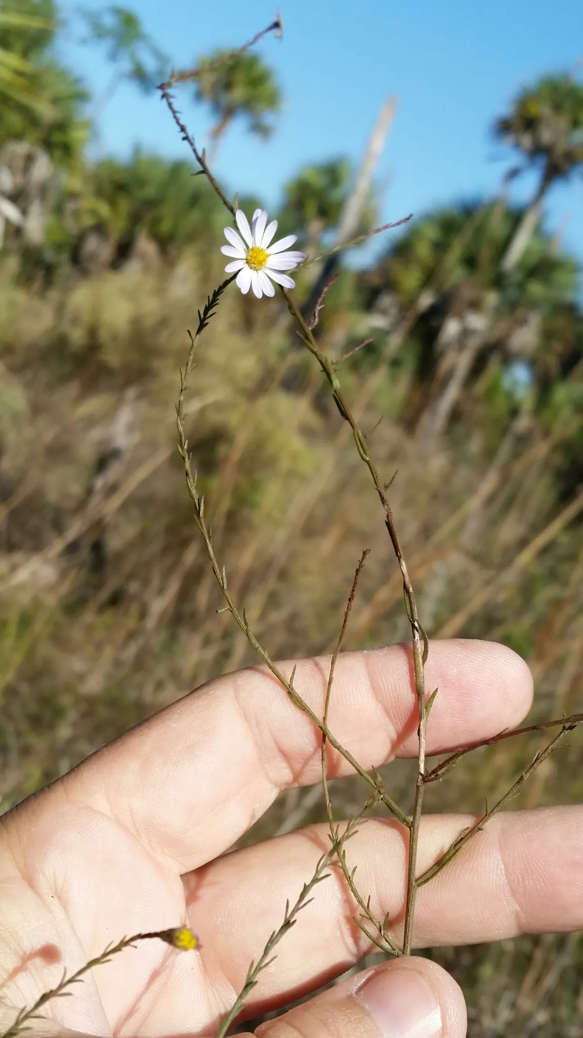 Blue Aster (Aster X Frikartii) — These blossoms are abundantly produced from mid-summer to fall