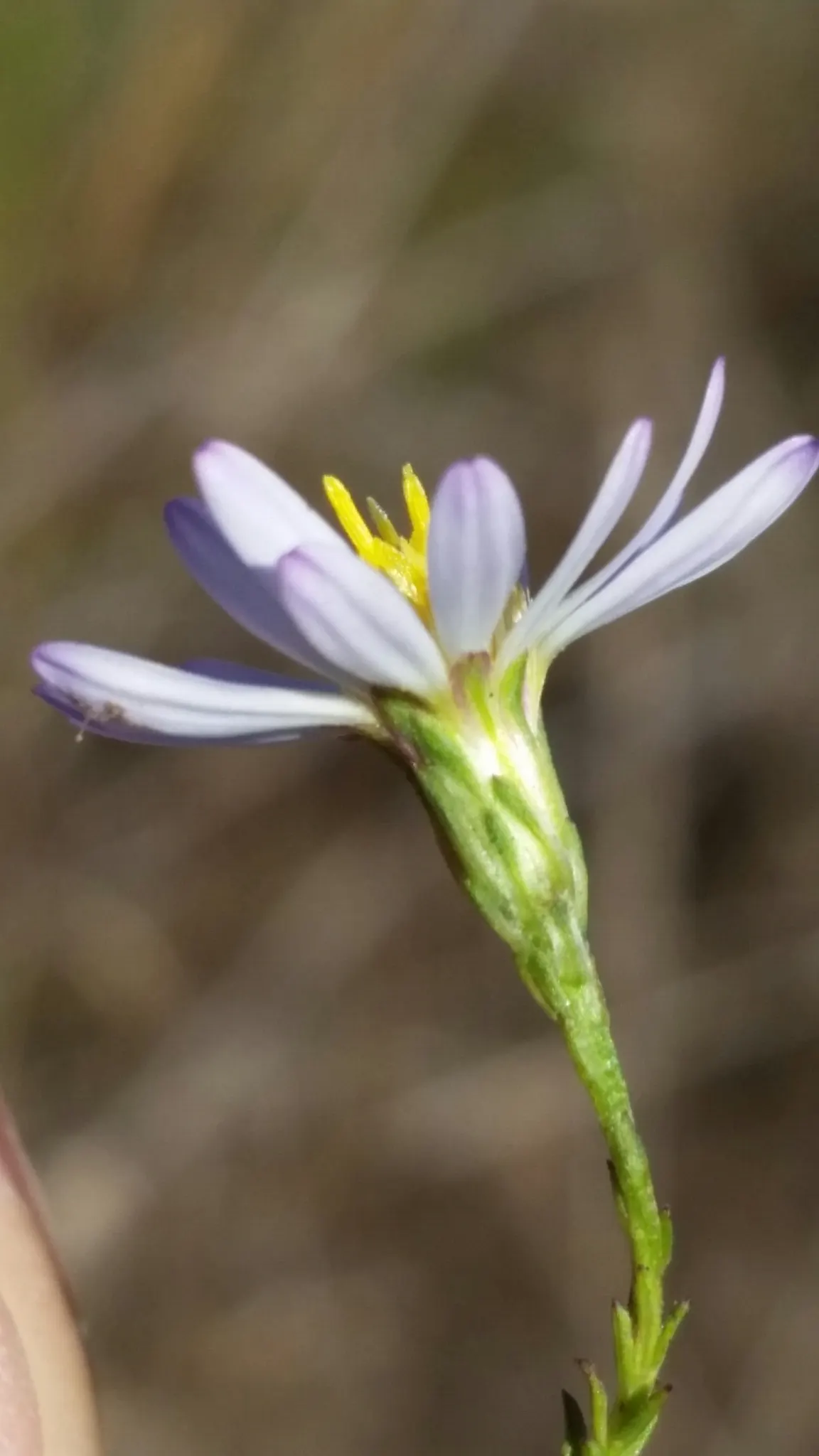 Blue Aster (Aster X Frikartii) — Deadhead to encourage continuous flowering