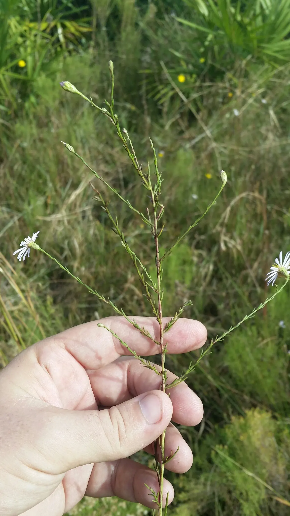 Blue Aster (Aster X Frikartii) — Space plants 18 to 24 inches apart for a dense, colorful display ideal for borders and cottage gardens