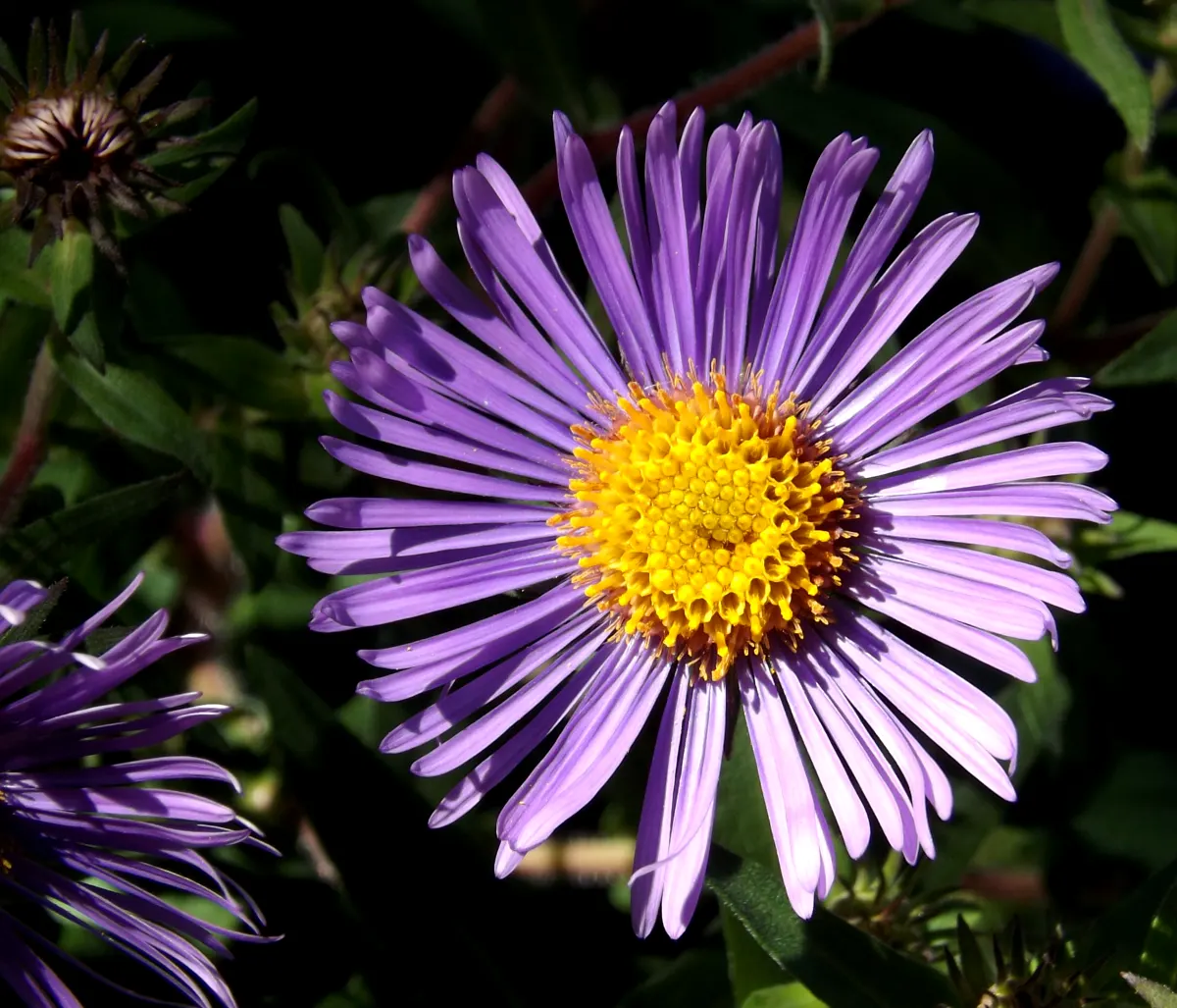 Blue Aster (Aster X Frikartii) — but avoid overwatering or excessively soggy conditions to prevent root rot