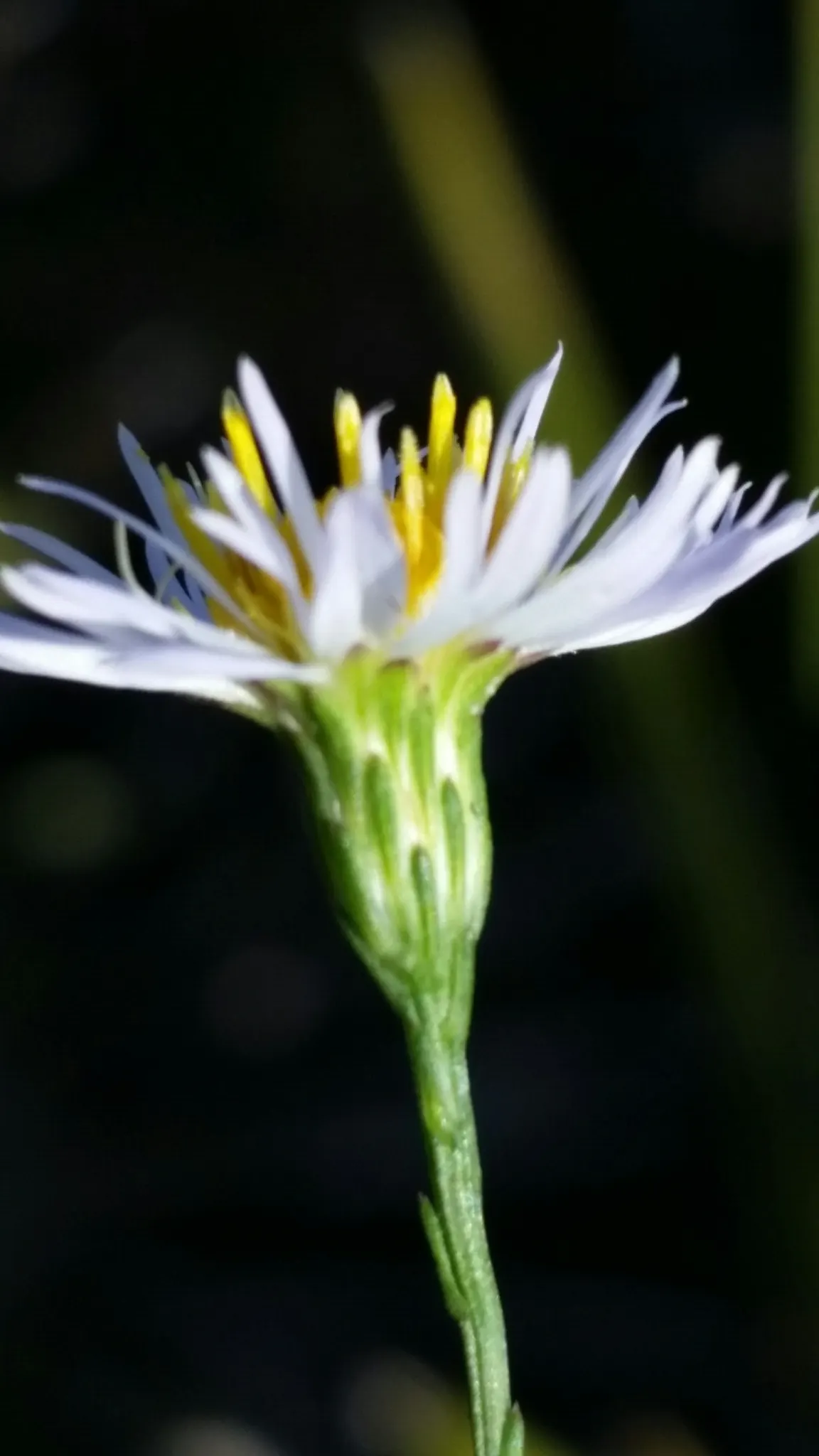 Blue Aster (Aster X Frikartii) — this aster cultivar thrives in USDA hardiness zones 5 through 8