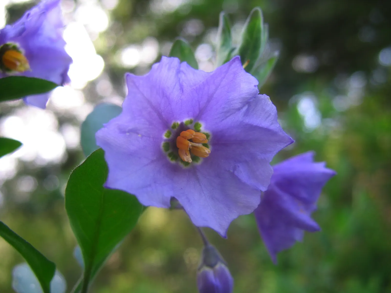Purple Nightshade (Solanum Xanti) — Solanum xanti, commonly called 'Purple Nightshade,' is a perennial shrub native to California