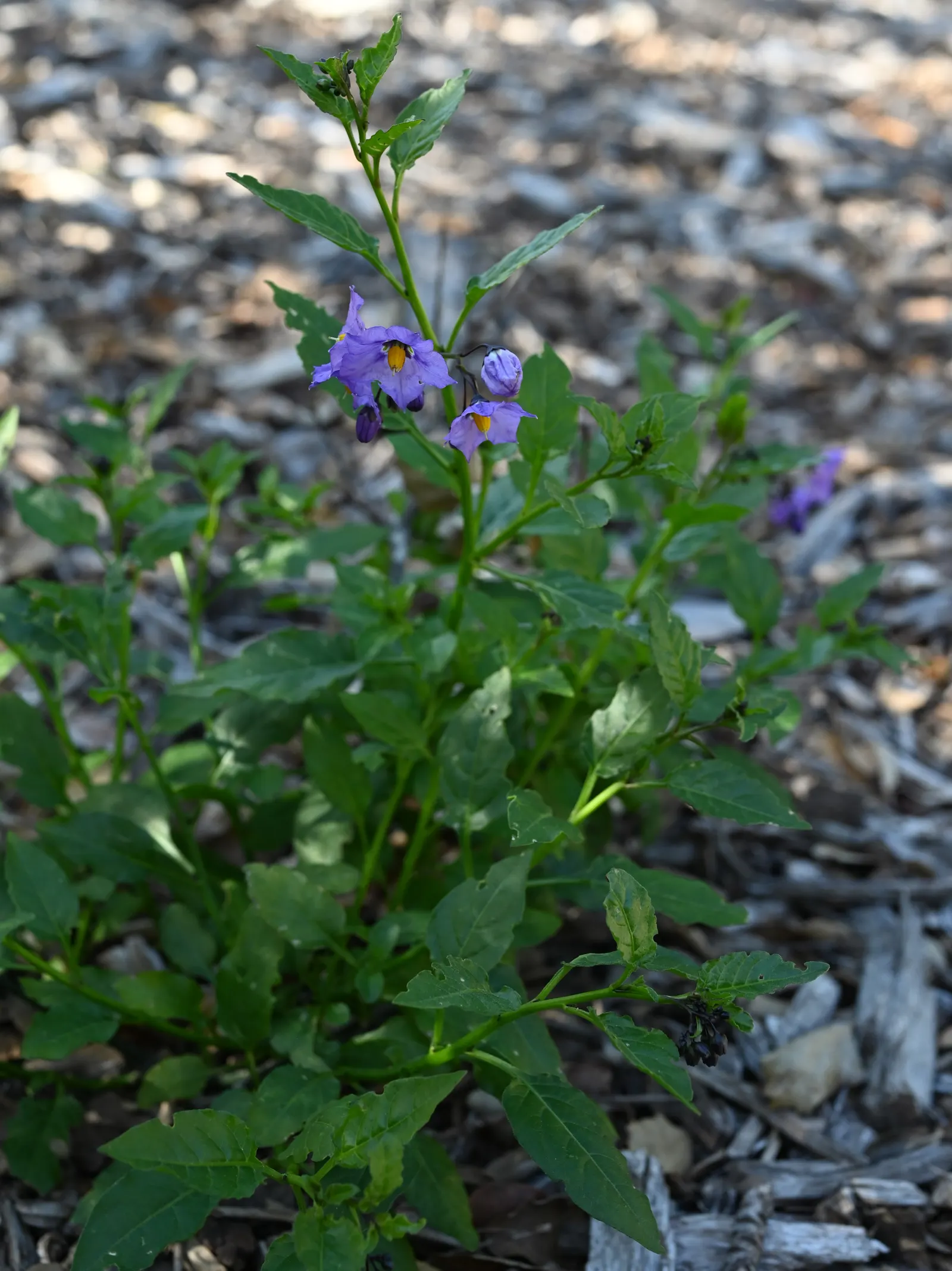 Purple Nightshade (Solanum Xanti) — Blooming primarily occurs in the spring and early summer