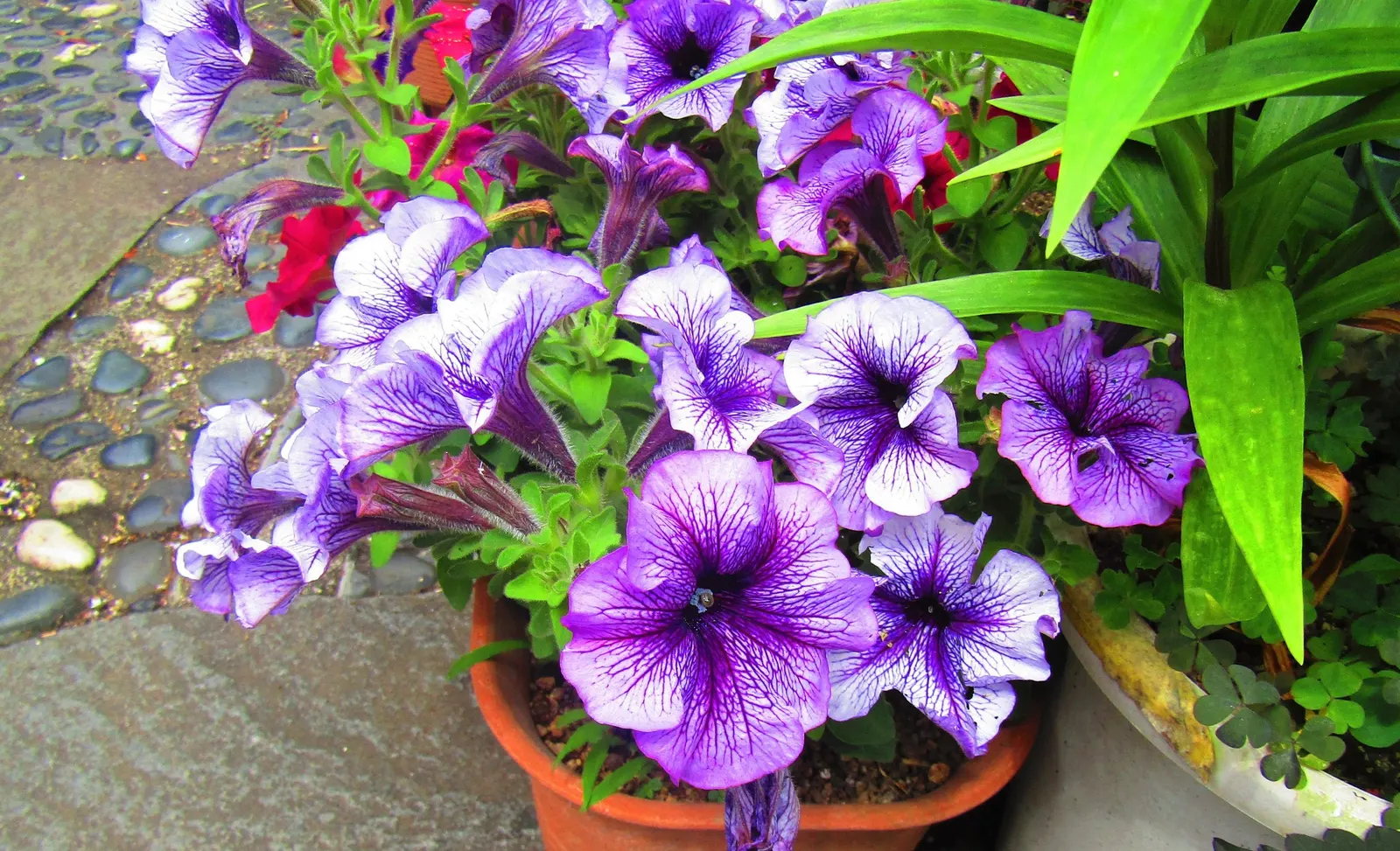 Purple Nightshade (Solanum Xanti) — it blooms from spring to summer