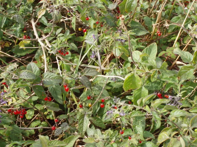 Purple Nightshade (Solanum Xanti) — These star-shaped flowers measure about an inch in diameter and often bloom in clusters