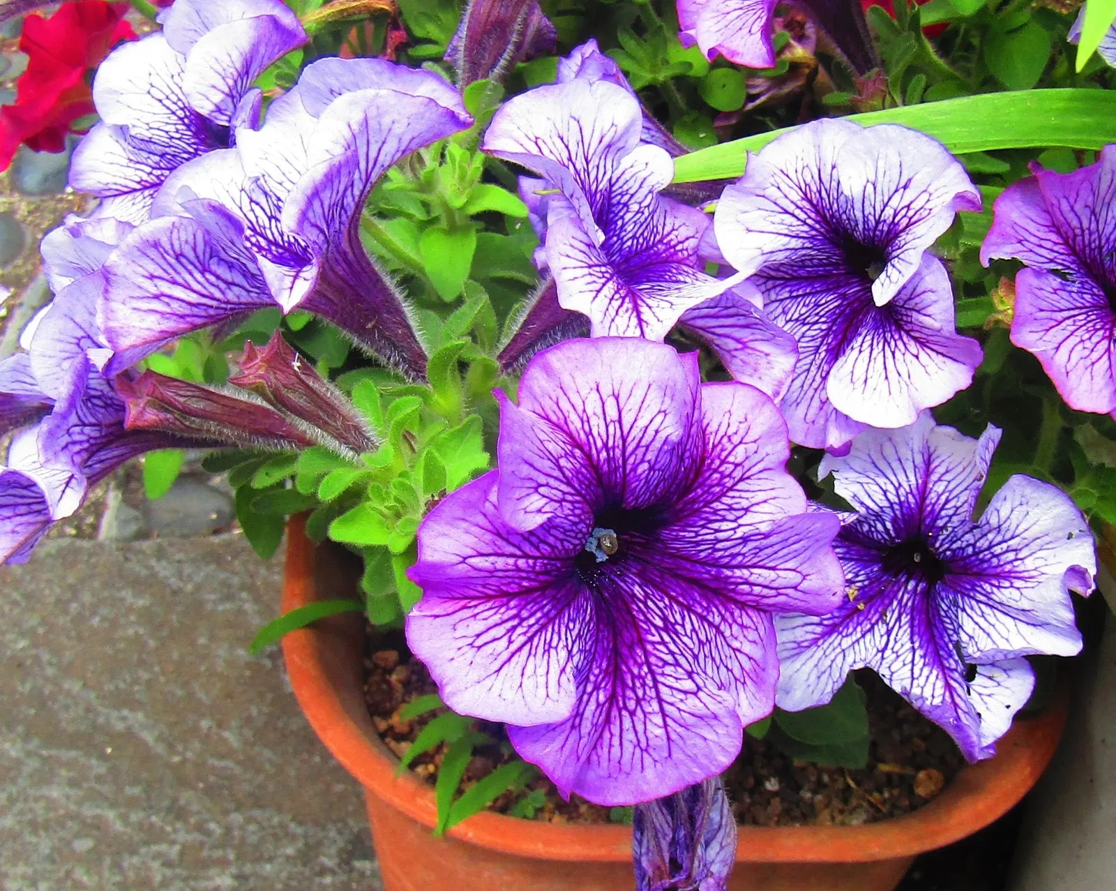 Purple Nightshade (Solanum Xanti) — Growing to a moderate size