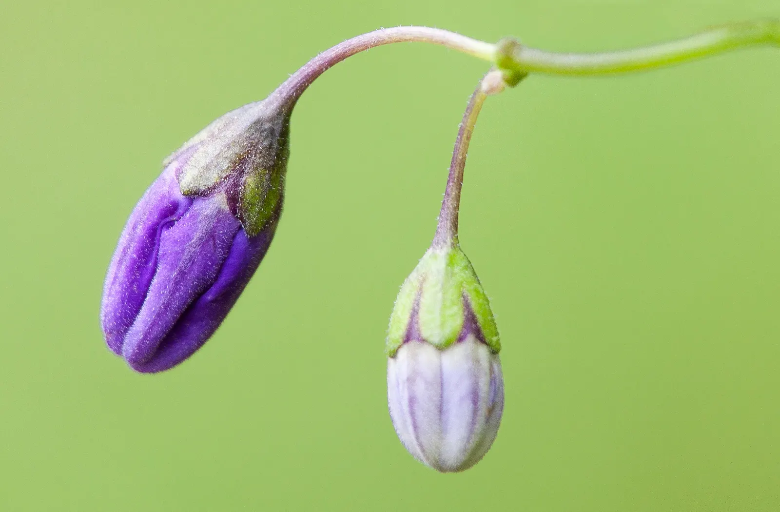Purple Nightshade (Solanum Xanti) — creating a delightful visual contrast against the shrub's dark green