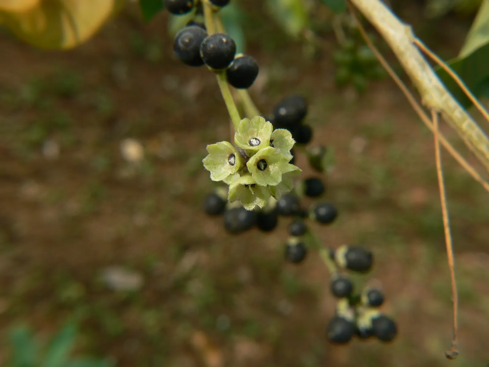 Purple Nightshade (Solanum Xanti) — this species typically reaches heights of 2 to 3 feet and can spread to a width of 3 to 4 feet