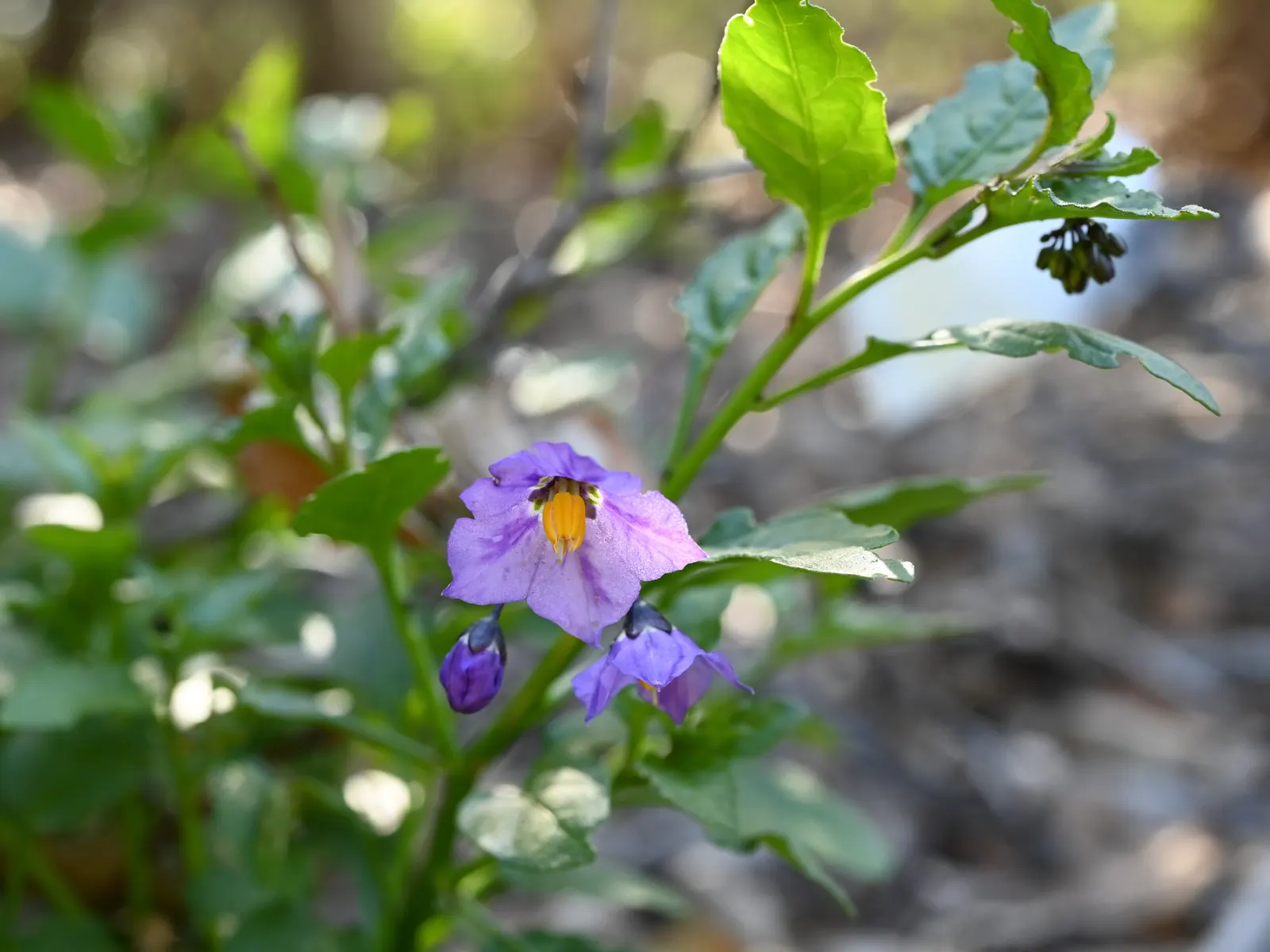 Purple Nightshade (Solanum Xanti) — but intermittent flowering can happen throughout the growing season
