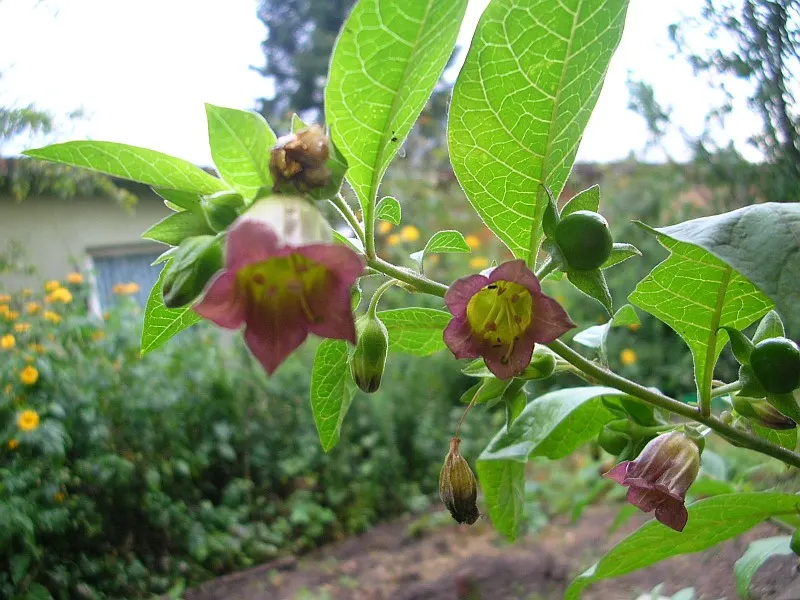 Purple Nightshade (Solanum Xanti) — hardiness zones 7-10 and reaches 2-3 feet in height with a similar spread