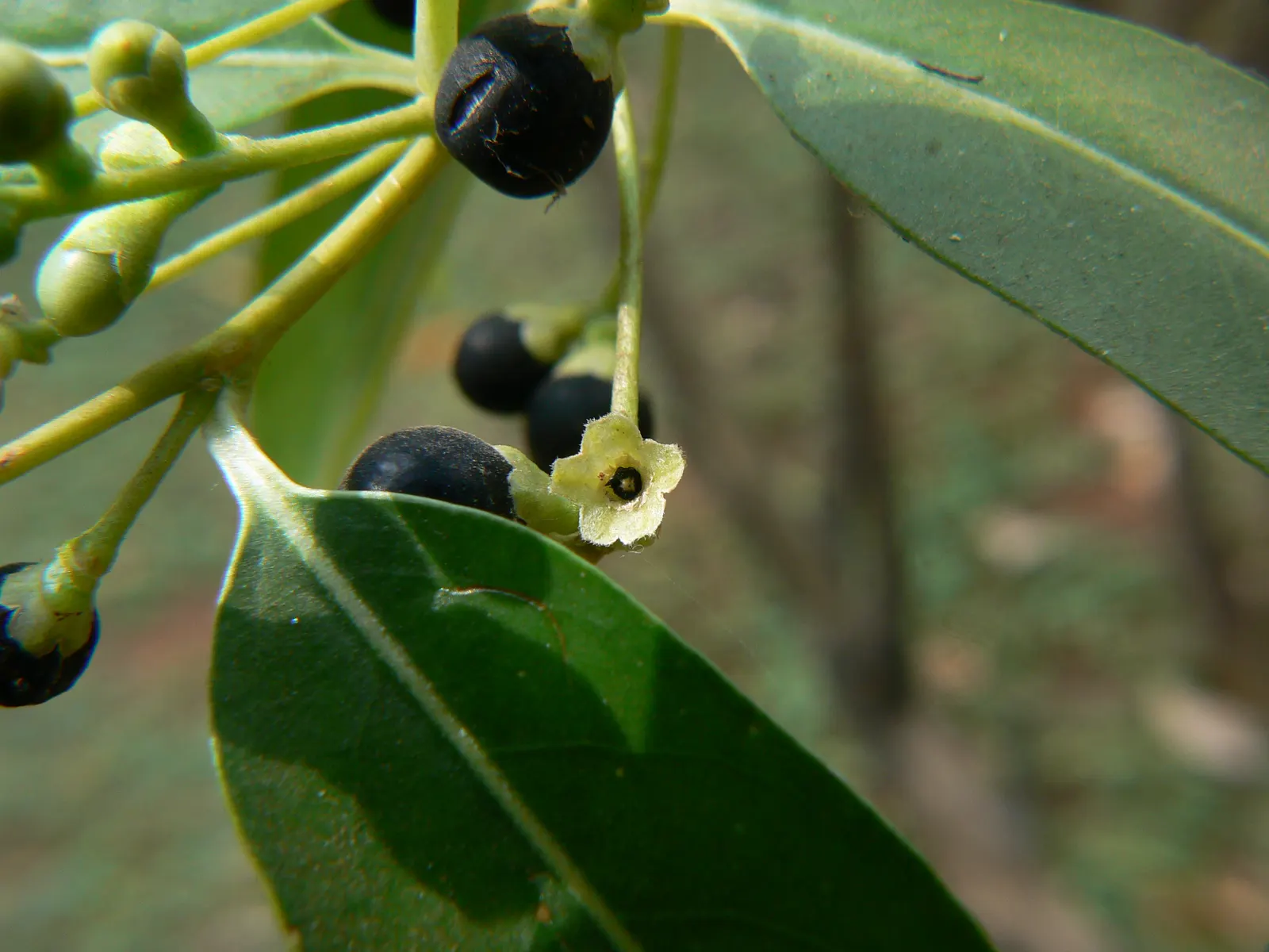 Purple Nightshade (Solanum Xanti) — offering dense foliage and an appealing