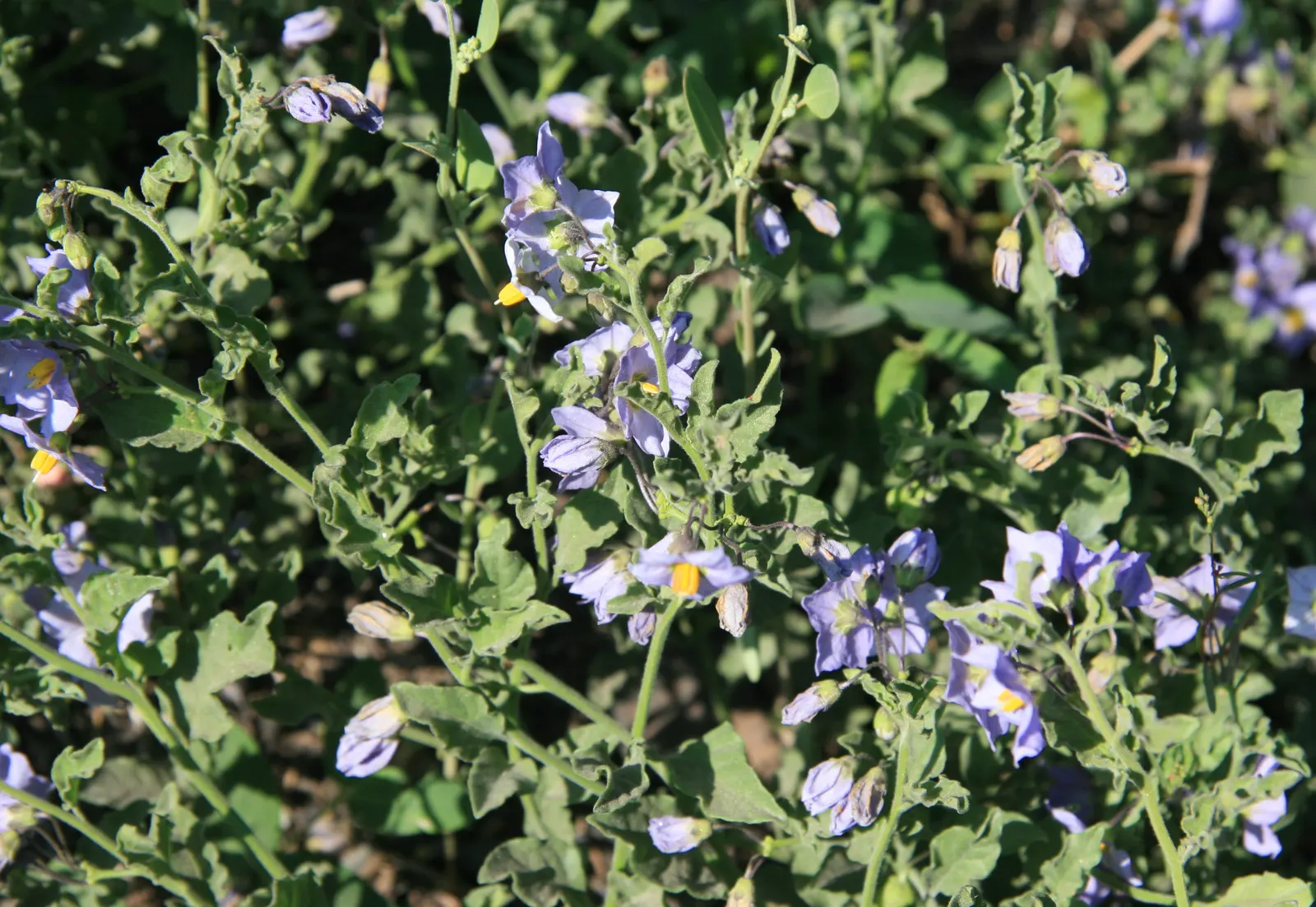 Purple Nightshade (Solanum Xanti) — vine for full or half