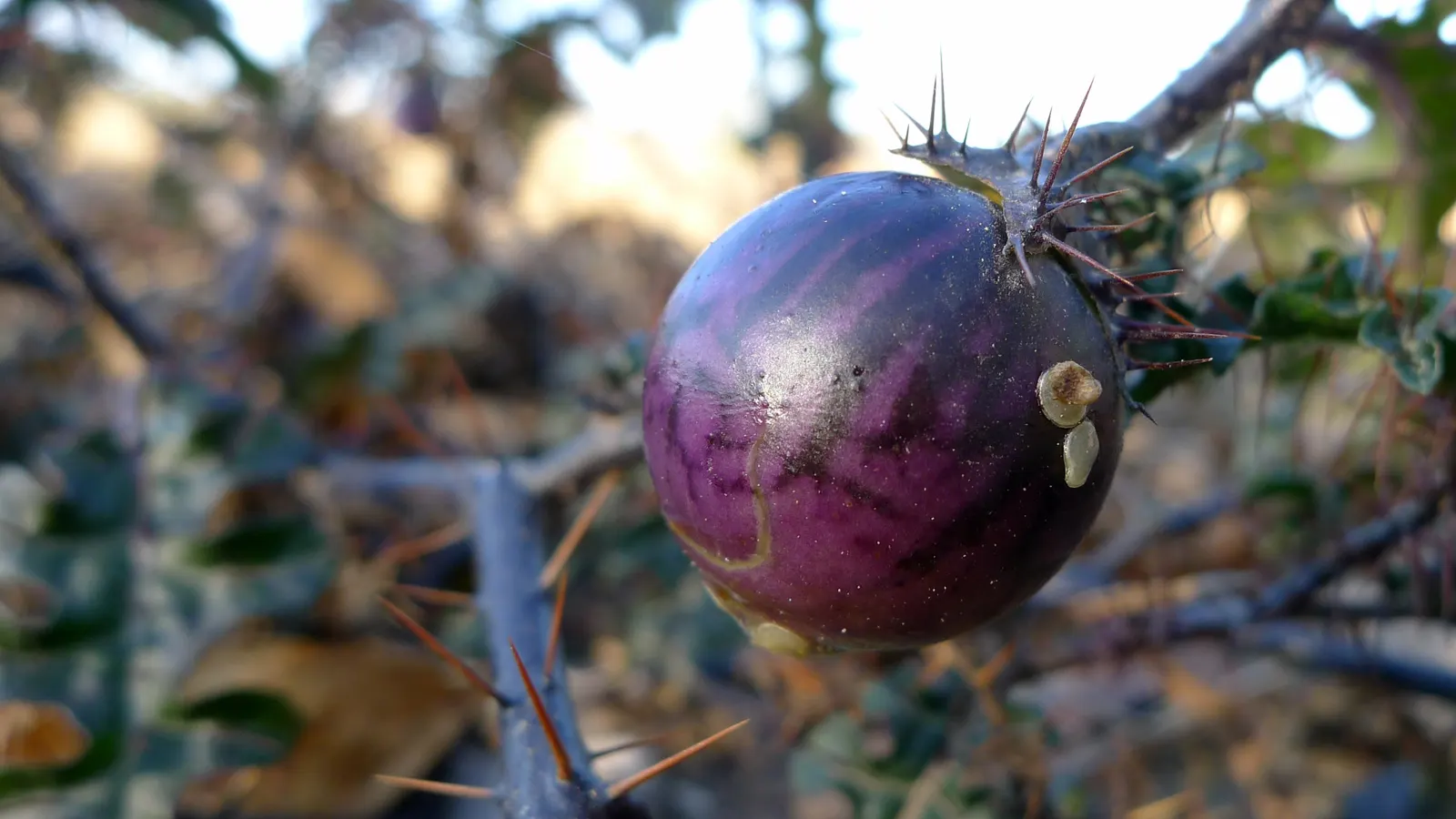 Purple Nightshade (Solanum Xanti) — It prefers well-drained soils and can tolerate a variety of soil types, from sandy to loamy