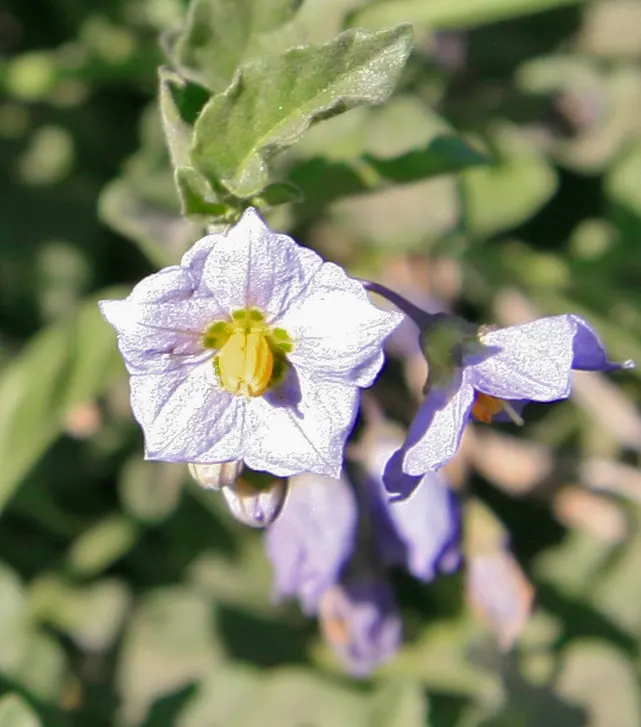 Purple Nightshade (Solanum Xanti) — vine with blue blooms