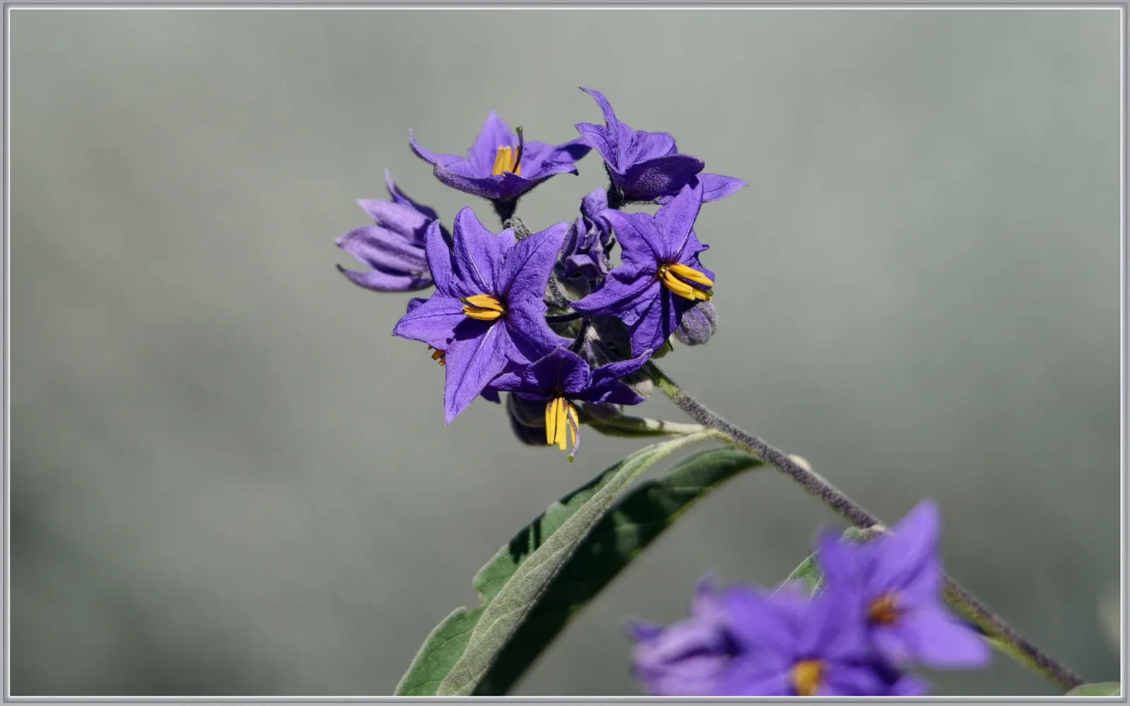 Purple Nightshade (Solanum Xanti) — requiring careful consideration in gardens with pets or small children