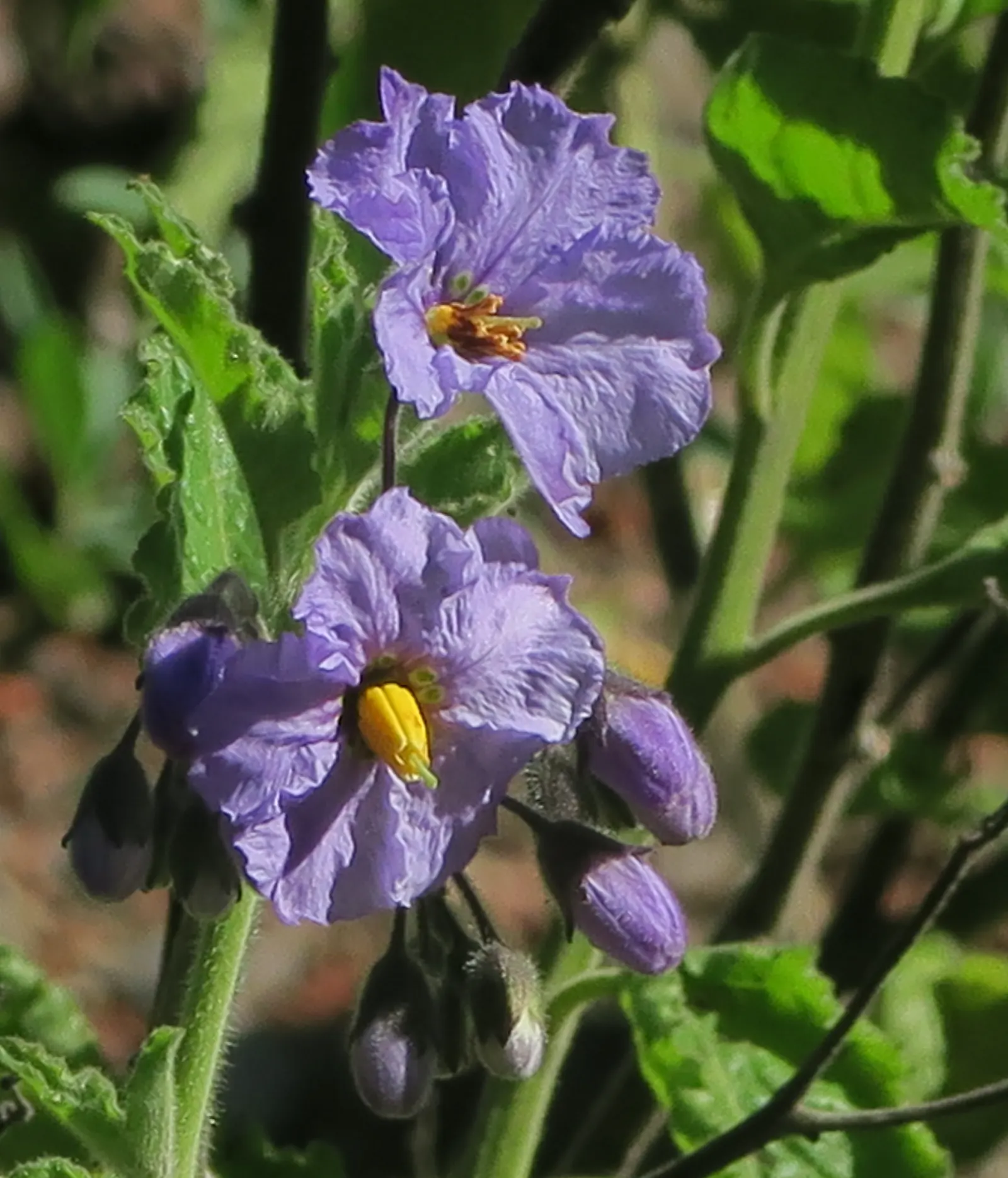 Purple Nightshade (Solanum Xanti) — especially in mild climates.<br><br>This plant thrives in USDA hardiness zones 7 through 10