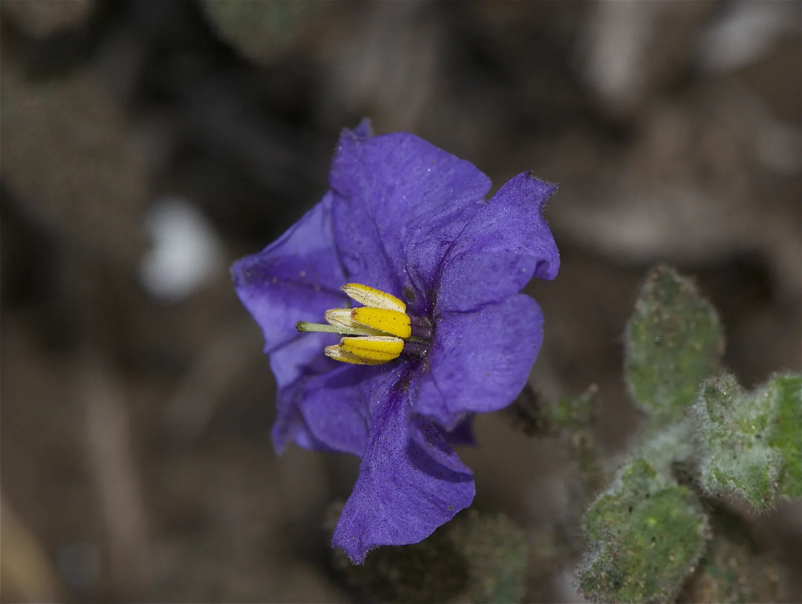 Purple Nightshade (Solanum Xanti) — blue flowers in the garden