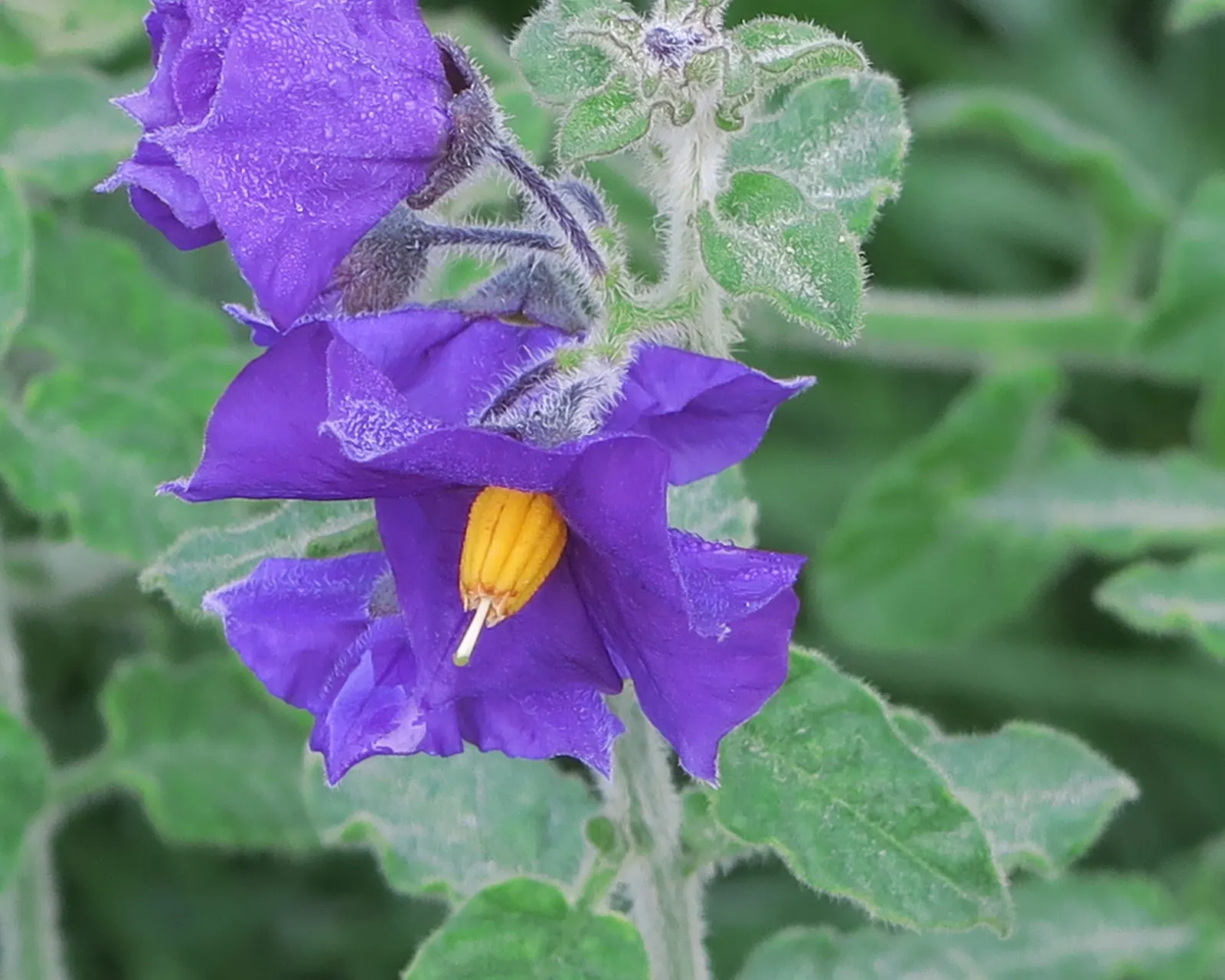 Purple Nightshade (Solanum Xanti) — Characterized by its vibrant purple flowers and dark green foliage