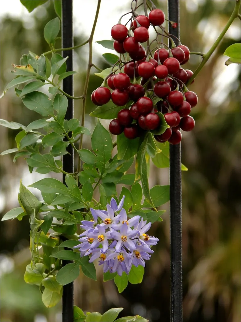 Purple Nightshade (Solanum Xanti) — Full sun to partial shade will yield the best flowering results.<br><br>As a member of the Solanaceae family