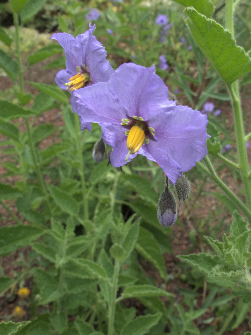 Purple Nightshade (Solanum Xanti) — showing remarkable drought tolerance once established