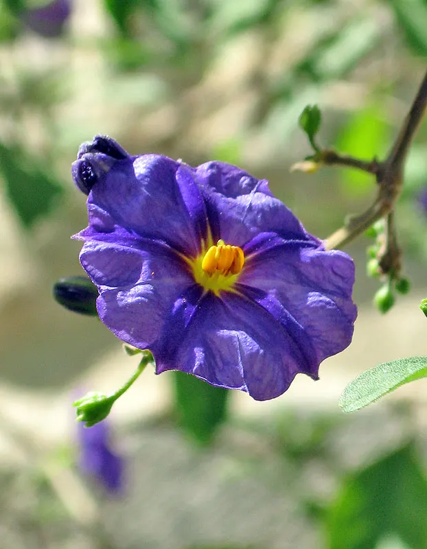 Purple Nightshade (Solanum Xanti) — it is important to note that the Purple Nightshade's foliage and berries are toxic if ingested
