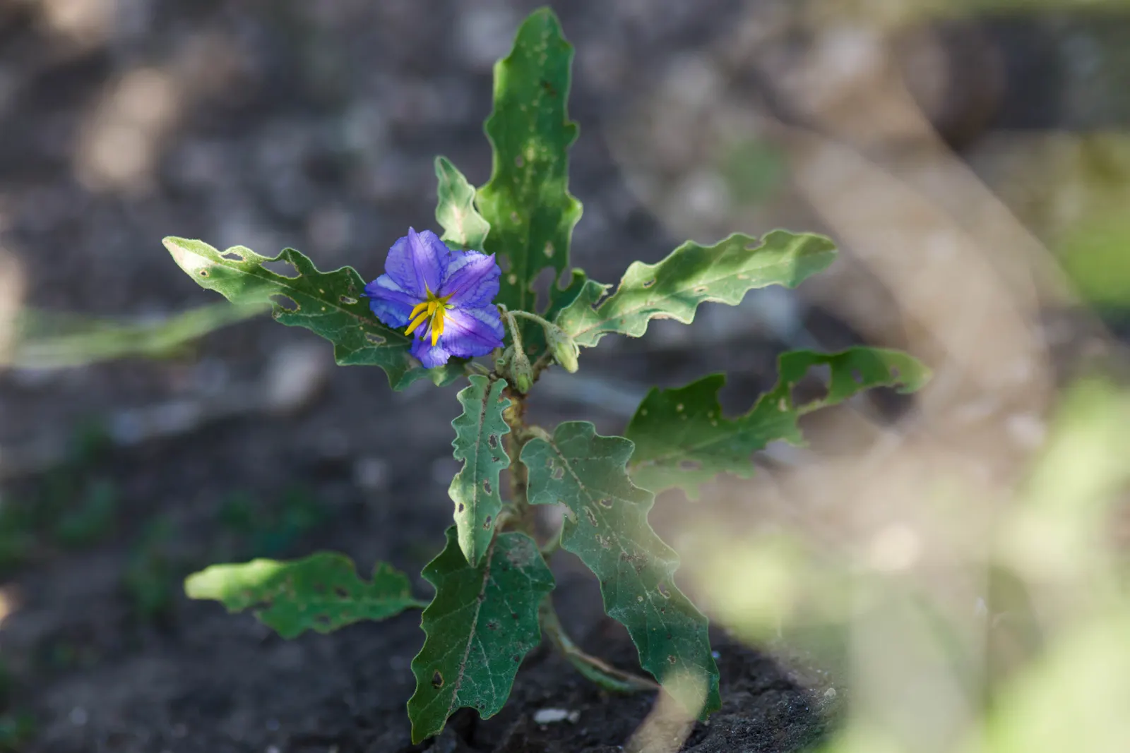 Purple Nightshade (Solanum Xanti) — Solanum xanti, commonly called 'Purple Nightshade,' is a perennial shrub native to California; it blooms from spring to