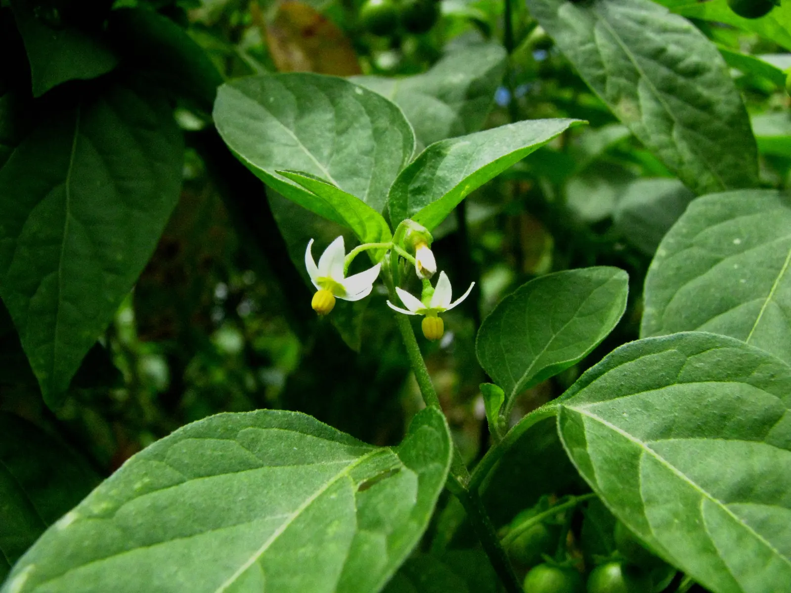 Purple Nightshade (Solanum Xanti) — making it an excellent choice for water-wise gardens