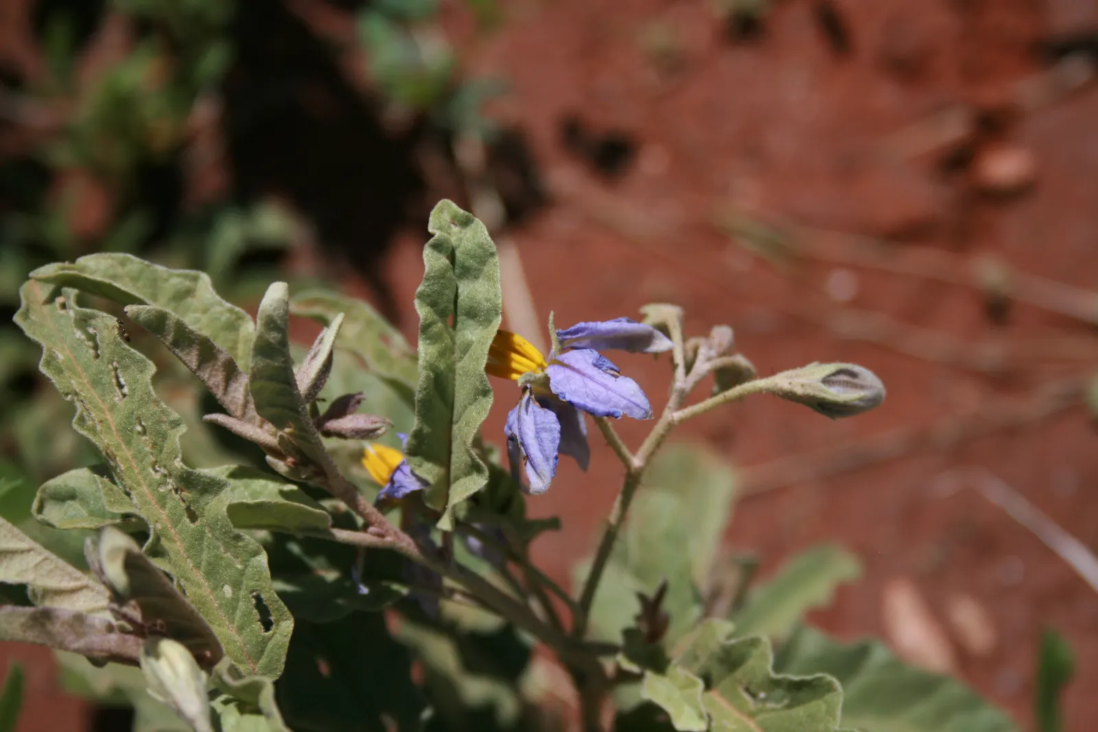 Purple Nightshade (Solanum Xanti) — this resilient shrub can be a captivating addition to their garden palette