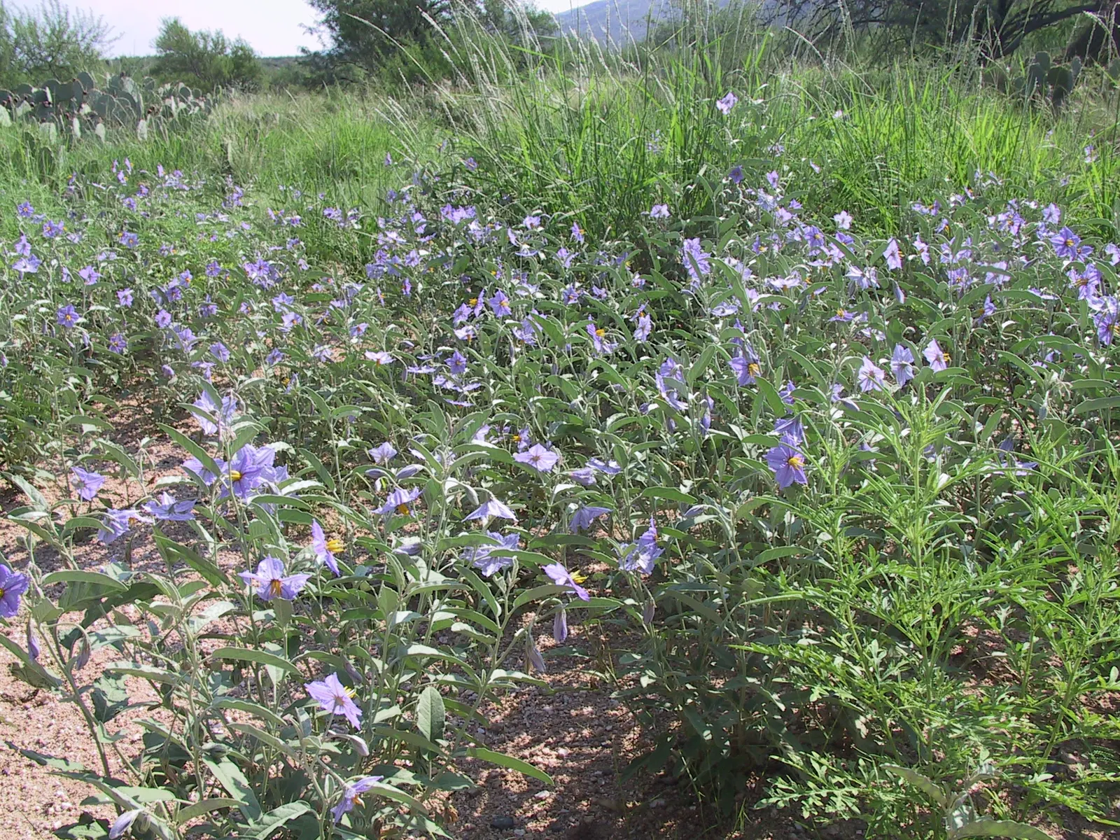 Purple Nightshade (Solanum Xanti) — emphasize the need for strategic placement while assuring them that with proper handling and placement