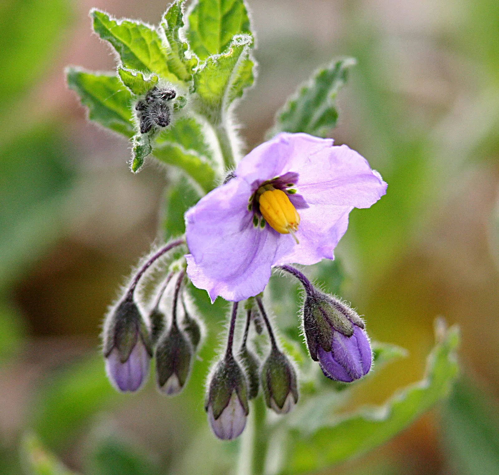 Purple Nightshade (Solanum Xanti) — Characterized by its vibrant purple flowers and dark green foliage; showing remarkable drought tolerance once established