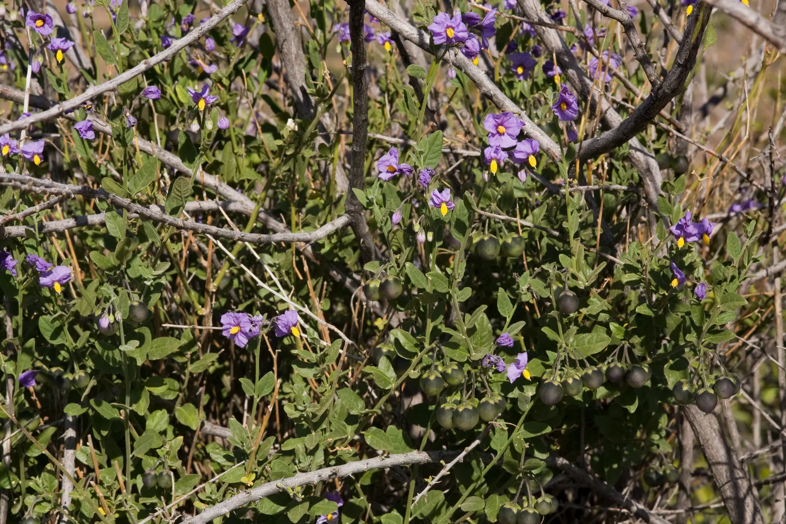 Purple Nightshade (Solanum Xanti) — Drought tolerant once established, it's ideal for low-maintenance gardens