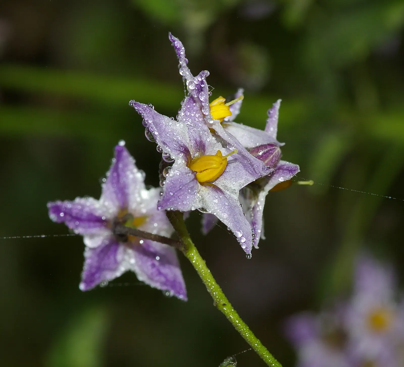 Purple Nightshade (Solanum Xanti) — hardiness zones 7-10 and reaches 2-3 feet in height with a similar spread; this species typically reaches heights of 2 to 3